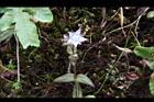巒大當藥-花02 .JPG